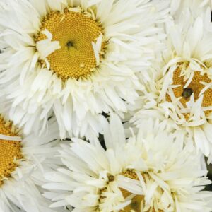 Leucathemum x Superbum 'Coconut' Shasta Daisy Perennial Plug Plants Pack x6