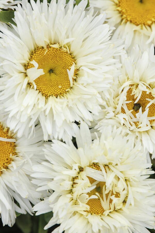 Leucathemum x Superbum 'Coconut' Shasta Daisy Perennial Plug Plants Pack x6