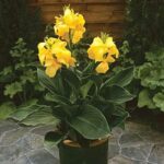 Canna Lily Cannova F1 Yellow Pack x6 Plug Plants