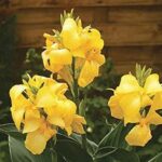 Canna Lily Cannova F1 Yellow Pack x6 Plug Plants