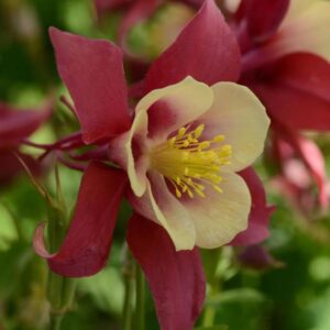 Aquilegia Earlybird™ Red-Yellow F1 Plug Plants Pack x6