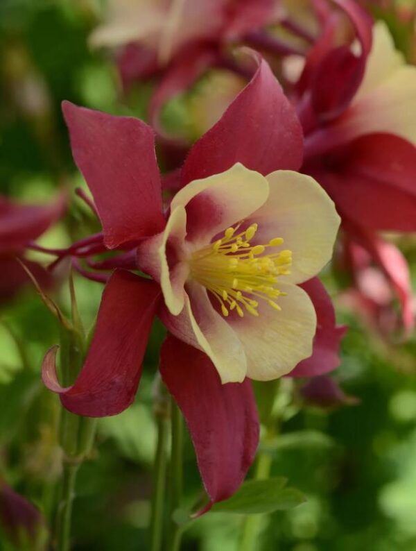 Aquilegia Earlybird™ Red-Yellow F1 Plug Plants Pack x6