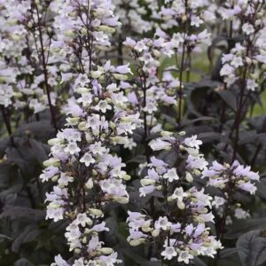 Penstemon Digitalis Onyx and Pearls Pack x6 Plug Plants