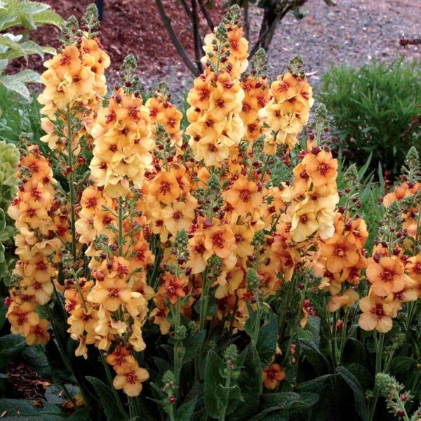 Verbascum ‘Honey Dijon’ Perennial Pack x6 Plug Plants