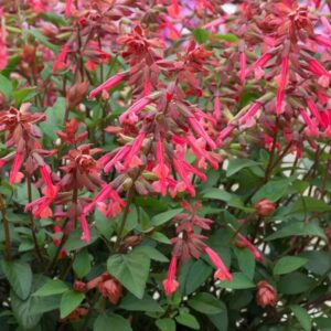Salvia 'Salmia' Orange Plug Plants Pack x6