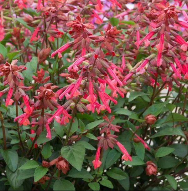 Salvia 'Salmia' Orange Plug Plants Pack x6