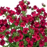 Nemesia Sunmesia 'Dark Red' Basket / Border / Garden Plug Plants Pack x6