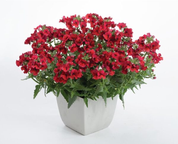 Nemesia Sunmesia 'Dark Red' Basket / Border / Garden Plug Plants Pack x6