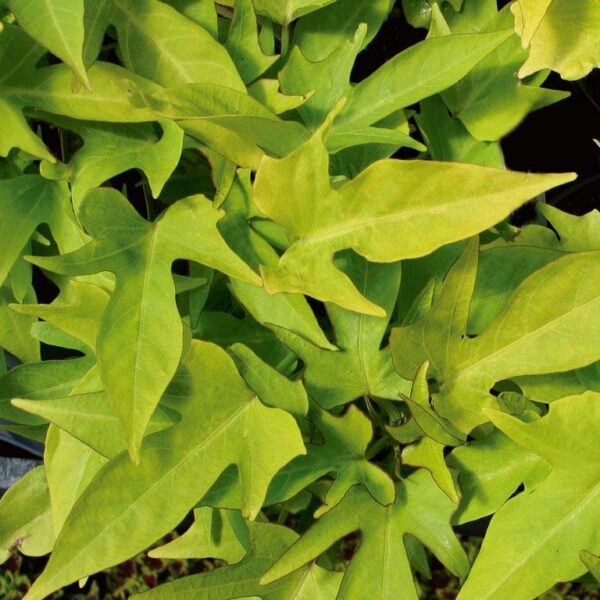 Ipomoea Batatas (Sweet Potato) 'Solar Power Green' Plug Plants Pack x6