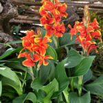 Canna Lily Cannova F1 Red/Gold Flame Pack x6 Plug Plants