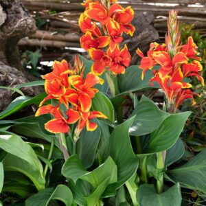 Canna Lily Cannova F1 Red/Gold Flame Pack x6 Plug Plants