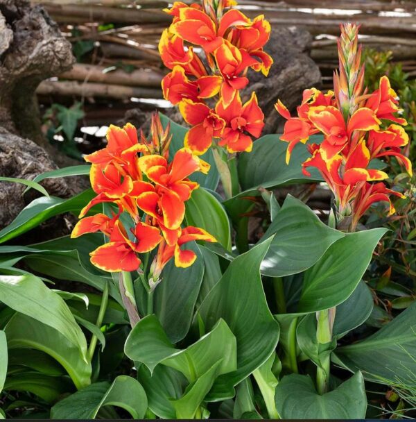 Canna Lily Cannova F1 Red/Gold Flame Pack x6 Plug Plants