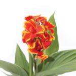Canna Lily Cannova F1 Red/Gold Flame Pack x6 Plug Plants