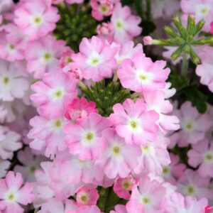 Verbena Showboat 'Light Pink' Basket / Trailing Plug Plants Pack x6