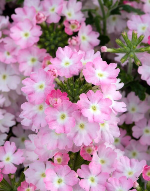 Verbena Showboat 'Light Pink' Basket / Trailing Plug Plants Pack x6