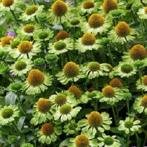 Echinacea MOOODZ Series 'Jealousy' Plug Plants Pack x6