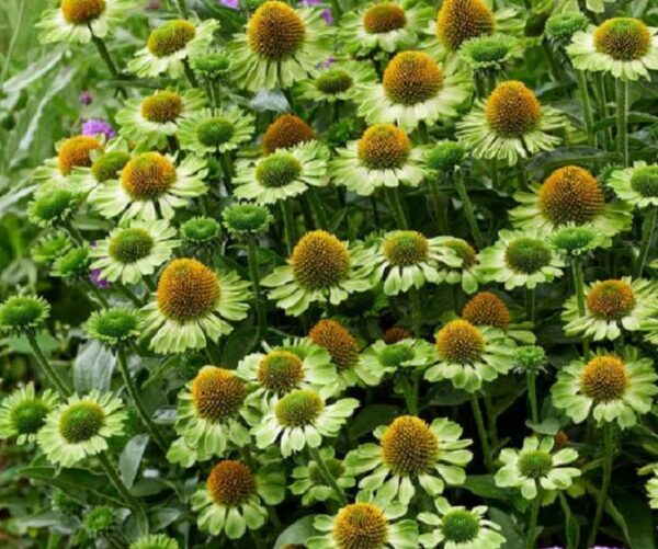 Echinacea MOOODZ Series 'Jealousy' Plug Plants Pack x6
