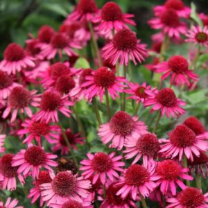 Echinacea Delicious Candy® (Coneflower) Plug Plants Pack x6