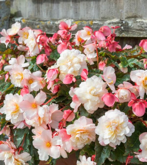 Begonia Sweet Spice 'Appleblossom' Trailing Plug Plants Pack x6