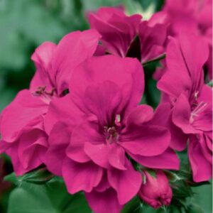 Ivy Leaf Trailing Geranium Grandeur® 'Magenta' Plug Plants Pack x6