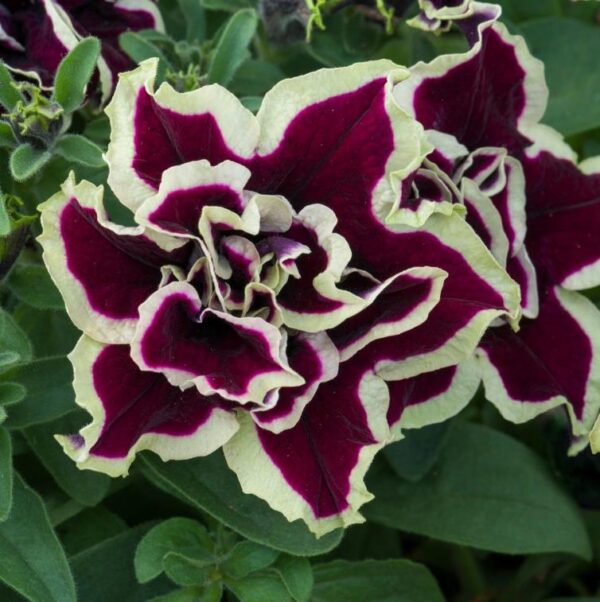 Petunia Trailing Tumbelina 'Superstar' Trailing Basket Plug Plants X 6