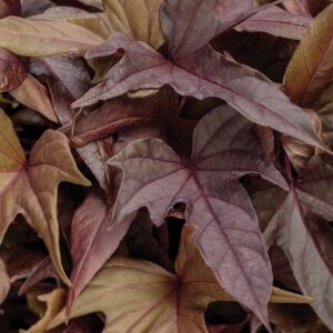 Ipomoea Batatas (Sweet Caroline) 'Bronze' Plug Plants Pack x6