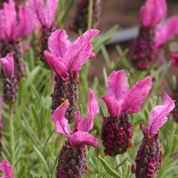 Lavender French Butterfly 'Hot Pink' Perennial (Large) Plug Plants Pack X6