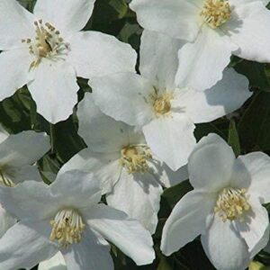 Philadelphus Silver Showers Perennial Shrub XXL Supersize Plug Plants