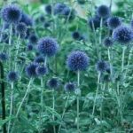 Echinops Bannaticus 'Ritro' Globe Thistle Perennial Garden Plug Plants Pack x6