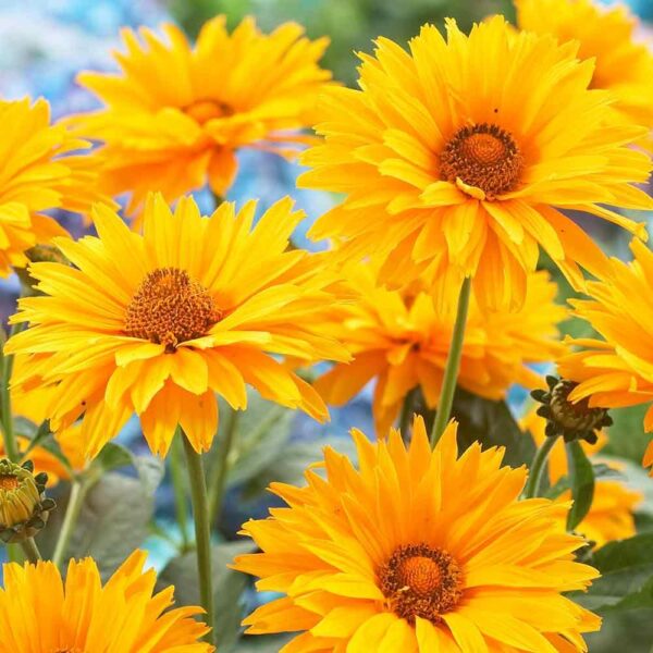 Heliopsis 'Summer Sun' Perennial Garden Plug Plants Pack x6