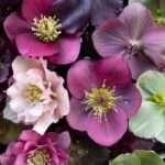 Helleborus Orientalis Mixed Perennial LARGE Plug Plants Pack x6