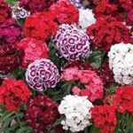 Sweet William Dianthus Barbatas 'Dash' Mix (LARGE) Plug Plants Pack x6