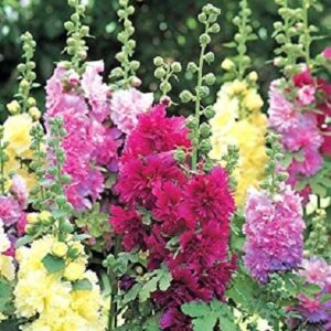 Hollyhock Alcea Spring Celebrities™ Series Mix LARGE Plug Plants Pack x6