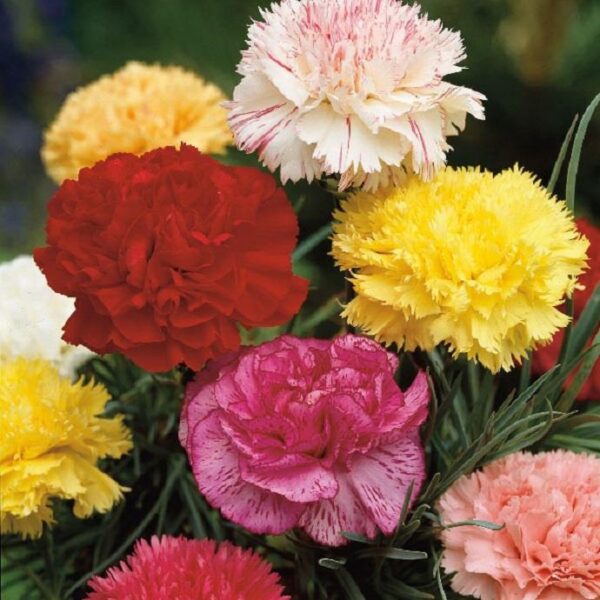 Carnation 'Hardy Border Mixed' Perennial Garden Plug Plants Pack x6