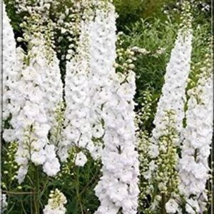 Delphinium White 'Galahad' Perennial Garden Plug Plants Pack x6