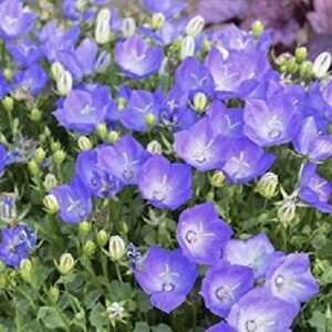 Campanula Carpatica 'Rapido Blue' Perennial (LARGE) Plug Plants Pack x6