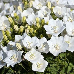 Campanula Carpatica 'Rapido White' Perennial (LARGE) Plug Plants Pack x6