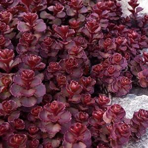 Sedum Spurium '‘Voodoo’' Perennial Plug Plants Pack x6