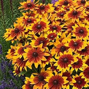 Rudbeckia 'Sunbeckia' Mia (LARGE) Plug Plants Pack x6