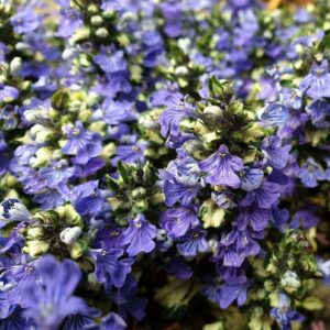 Ajuga 'Princess Leia' Perennial Plug Plants Groundcover Pack x6