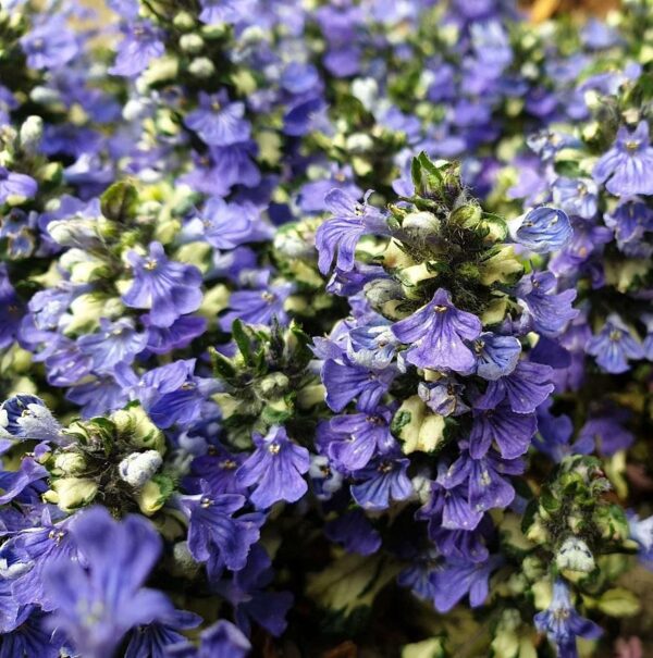 Ajuga 'Princess Leia' Perennial Plug Plants Groundcover Pack x6