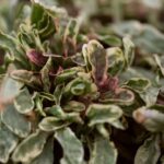 Ajuga 'Princess Leia' Perennial Plug Plants Groundcover Pack x6