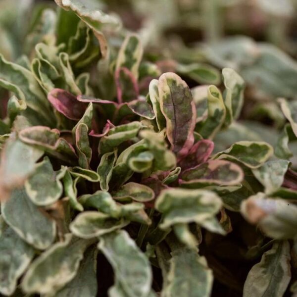 Ajuga 'Princess Leia' Perennial Plug Plants Groundcover Pack x6