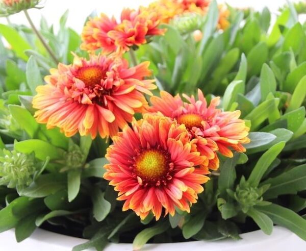 Gaillardia REALFLOR® Sunset Orange Ruffles Pack x6 LARGE Plug Plants