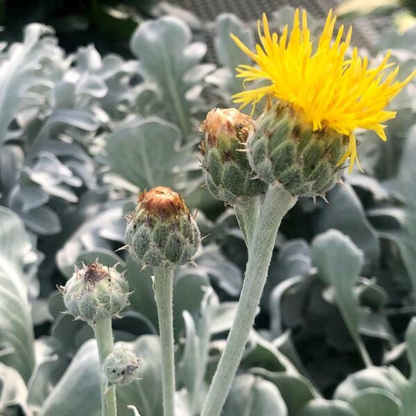 Centaurea ‘Snowy Owl’ Pack LARGE Plug Plants x6