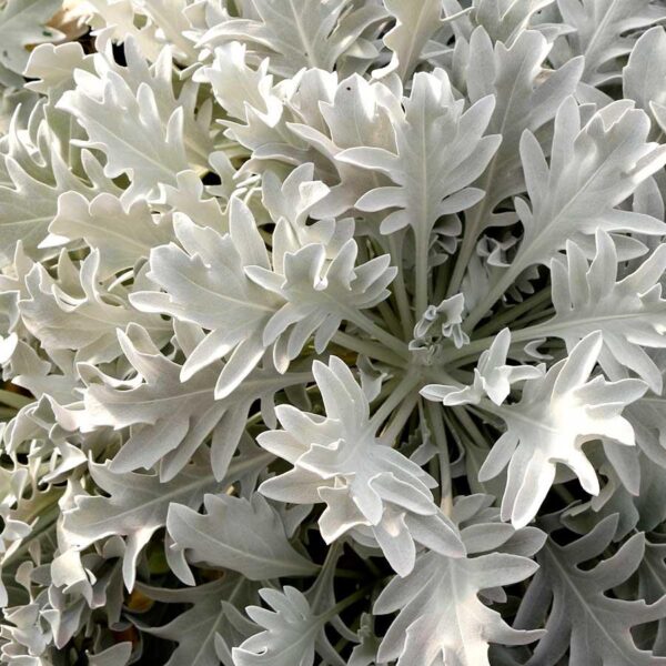 Centaurea ‘Snowy Owl’ Pack LARGE Plug Plants x6