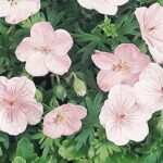 Hardy Geranium Sanguineum 'Vision Pink' Perennial XXL Plug Plants Pack x3