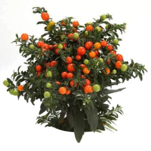 Solanum Thurino 'Winter Cherry' Pack x6 Plug Plants