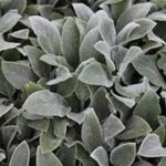 Stachys Byzantina 'Lambs Ear' Perennial Plug Plants Pack x6