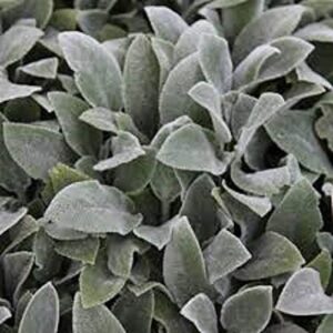 Stachys Byzantina 'Lambs Ear' Perennial Plug Plants Pack x6